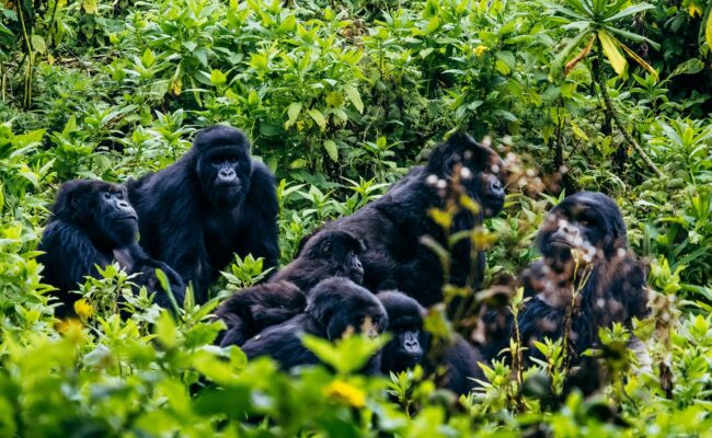 Group of black gorillas resting among dense green jungle foliage in a tropical setting.