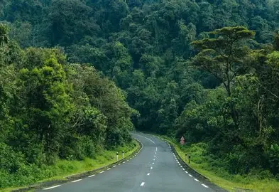 Winding two-lane road surrounded by dense green forest on both sides.